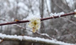 15 gün önce çiçek açan erik ağaçları kar altında kaldı