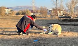 Erzincan’da sokak köpeklerine kuduz aşısı yapıldı!