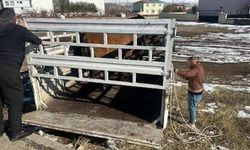 Bingöl'de başıboş binek hayvanları toplatıldı