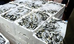 Bursa’da balık halinde şafak operasyonu: 615 kilo istavrite el konuldu