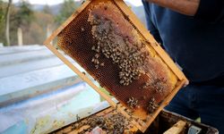 AB Tescilli Yenice Ihlamur Balı’nda markalaşma hedefi