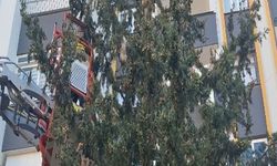 Köpekten kaçtı, 3 gün ağaçta mahsur kaldı