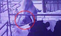 Ahırda tuhaf anlar! Görenler büyük şaşkınlık yaşadı