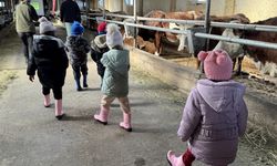Anaokulu öğrencileri hayvancılık ve tarımı sahada öğreniyor