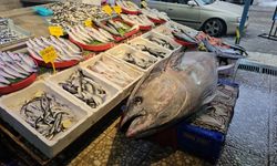 Atlantik’ten Erzincan’a gelen 287 kiloluk orkinos ilgi odağı oldu