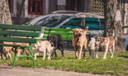 Danıştay son noktayı koydu: Sokak hayvanları genelgesi iptal edildi!