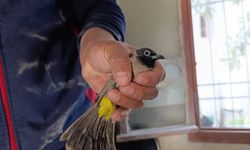 Hatay'da bacaya sıkışan kuş kurtarıldı!