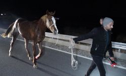 Milyonluk değere sahip yarış atları telef oldu