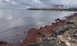 Kuvvetli rüzgar sahili kırmızı yosunla kapladı