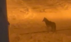 Bitlis'te şehir merkezine inen kurt görüntülendi