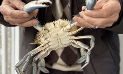 Balıkçıların ağına mavi yengeç takıldı