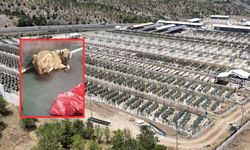 Barınaktaki görüntüler kan dondurdu: Mansur Yavaş’ın talimatıyla inceleme başlatıldı