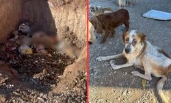 Sözde barınakta dehşet veren olay! "Köpekler açlıktan birbirini yedi"