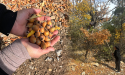 Toros'tan pazara iniyor, halka şifa oluyor! Kilosu 150 liradan satılıyor