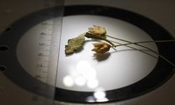 Denizli'de yeni bitki türü keşfedildi