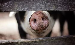 Erzincan’da feci son! Ava çıkan avcı domuz saldırısına uğradı