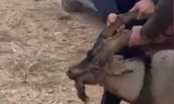 Yaralı halde bulunan dağ keçisi tedavisinin ardından doğaya salındı