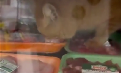 Şarküteri dolabına giren kedi dolaptaki etleri afiyetle yedi