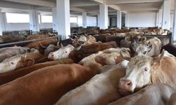 ETBİR Başkanı Ahmet Yücesan: Et fiyatlarında istikrar için yerli üretim şart