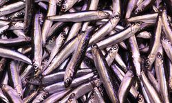 Balık tezgahlarının gözdesi hamsi oldu