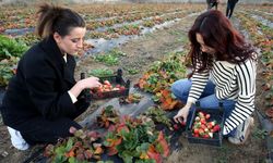 Hobi amaçlı başladı, çilek talebine yetişemiyor!