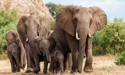 Hindistan'daki fil saldırısında 4 kişi hayatının kaybetti