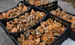 Yağışların artmasıyla kilosu 100 liraya düştü