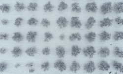 Kayısı bahçeleri kar yağışıyla beyaza büründü