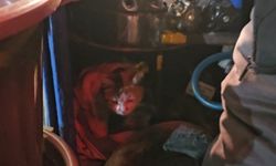 Bir kap sıcaklık: Kestane kazanının yanındaki dostluk