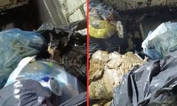 Muğla'da insanlık dışı olay! Kediyi poşete koyup ölüme terk ettiler