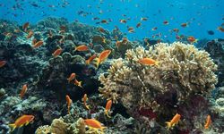 Su altının renkli dünyası: Kızıldeniz Mercanları