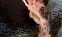 Camiye giren yavru kedi vaaz sırasında cemaatin gülümsemesine neden oldu