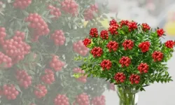 Yılbaşı çiçeği 'Kokina' nedir? Anlamı, efsanesi ve uğur getiren özelliği