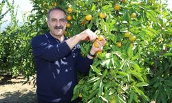 Mandalina ihracatında hedef 1 milyar dolar