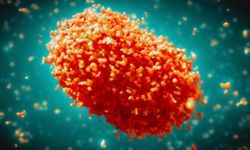 Bilim dünyası uyardı: Maymun çiçeği virüsünde yeni bir tür tespit edildi