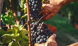 MICHELIN Rehberi’nde yeni bir dönem: MICHELIN Grapes