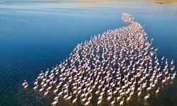 Mısır’da pembe istila başladı! Flamingolar geri döndü