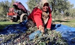 Zeytin projesi gündem oldu: Fabrika kurup tüm mahalleyi işe aldı