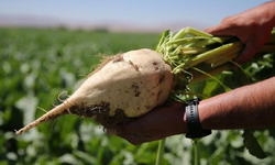 Pancar’dan şekere: Kars’ta 11 ayda 13 bin ton üretim