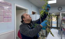 Salgınlara karşı domatesten yenilebilir aşı geliştiriliyor