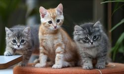 Şimdi sıra kediler için "zayıflama iğnesine" geldi