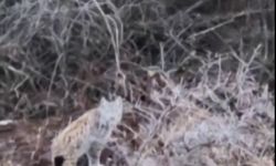 Önce kedi sandı, gerçeği sonra öğrendi: Ormanın hayaleti Sivas'ta görüldü