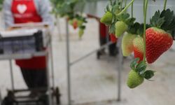 Yapay zeka ile yetiştirilen çilekler 7 ülkeye ulaştı
