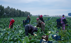 İzmir’in kış sebzelerinde sürpriz verim