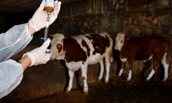 Şap salgınında dikkat çeken detay: 50 yılda bir...