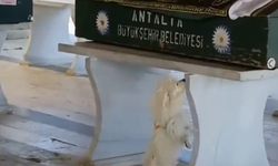Sadakat ölüm tanımadı: Köpek, sahibinin tabutunu buldu