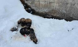 Şırnak'ta donmak üzere olan köpek yavruları son anda kurtarıldı!