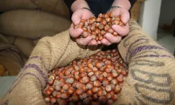 Türkiye'den Hindistan'a fındık ihracatı