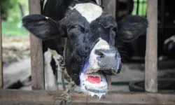 Bilecik'te şap alarmı: Hayvan giriş-çıkışları yasaklandı