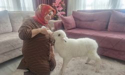 Otizmli oğulları için aldıkları kuzu "Üzüm" ailelerinin parçası oldu